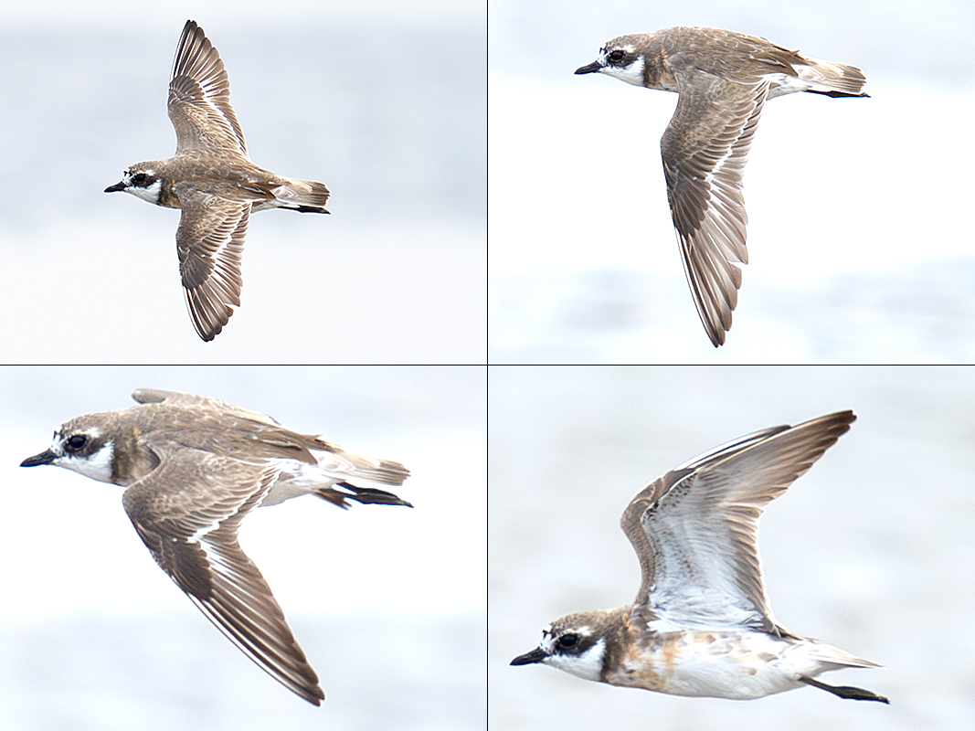 Siberian Sand Plover