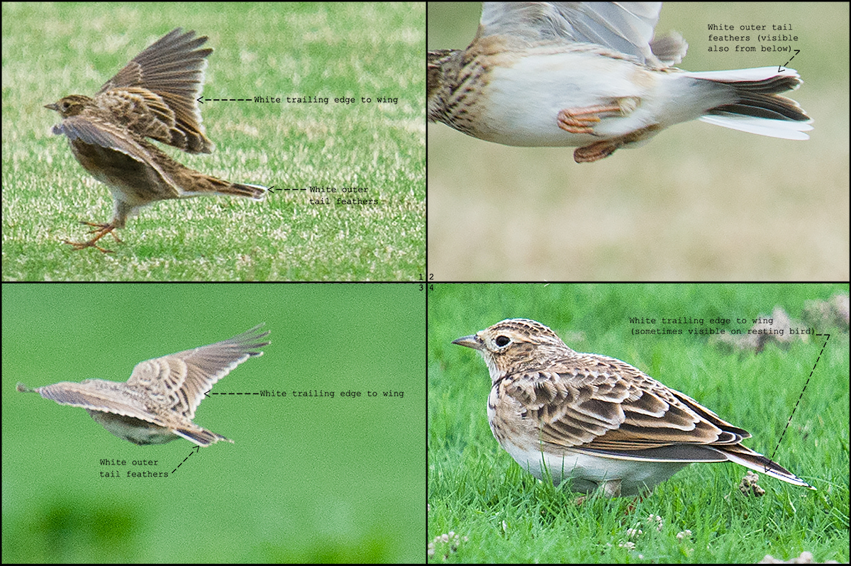 Eurasian Skylark