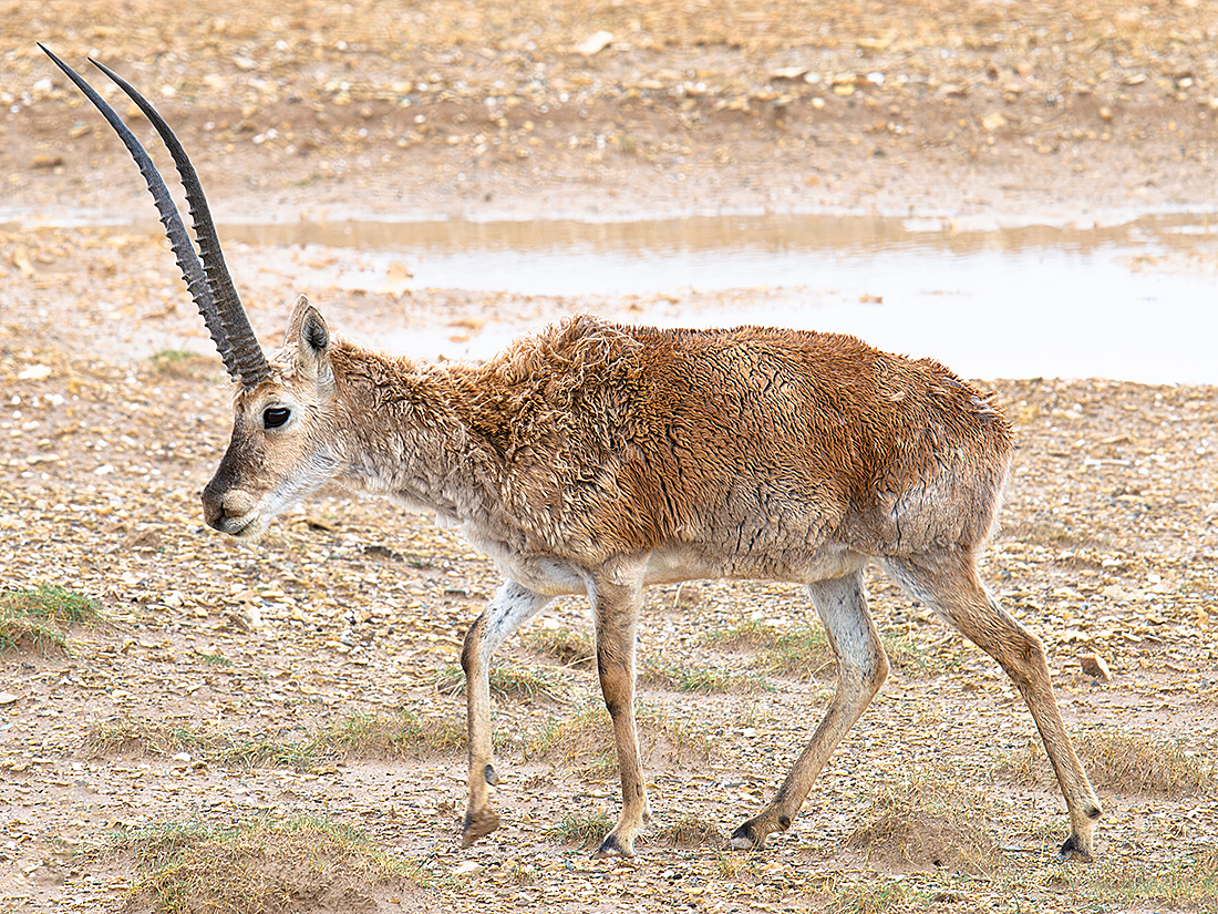 Tibetan Antelope