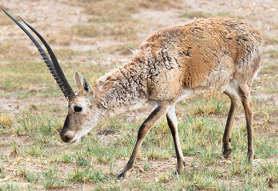 Tibetan Antelope