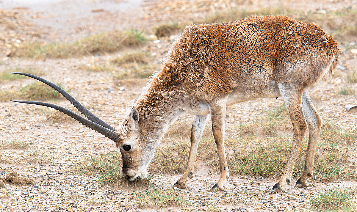 Tibetan Antelope