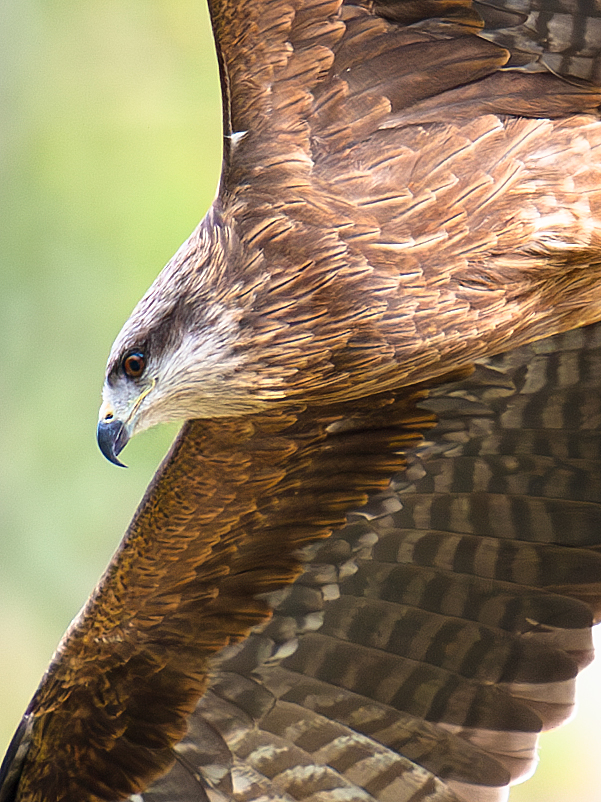 Black Kite