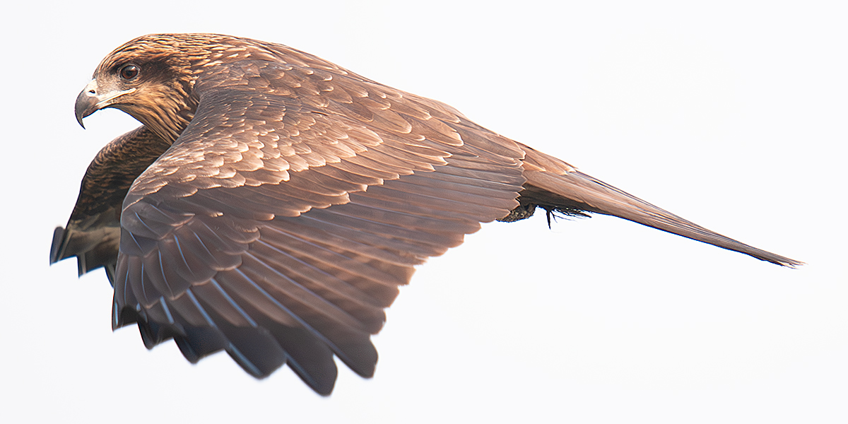 Black Kite