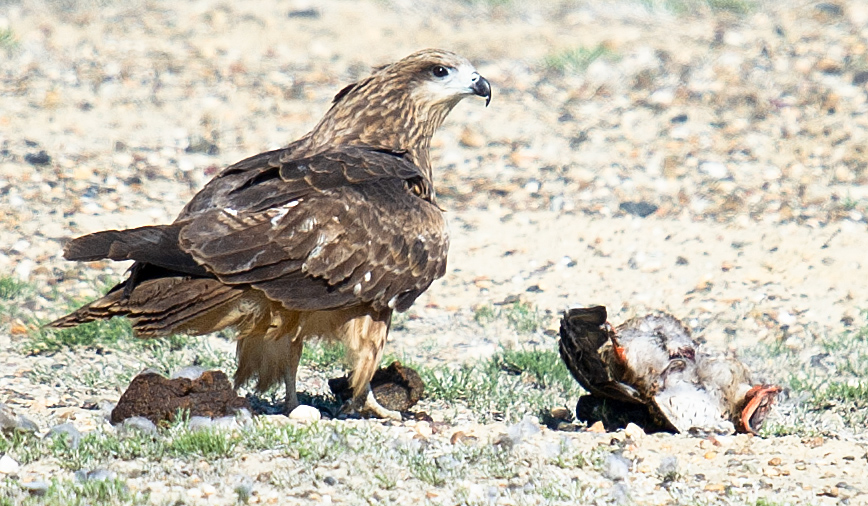 Black Kite