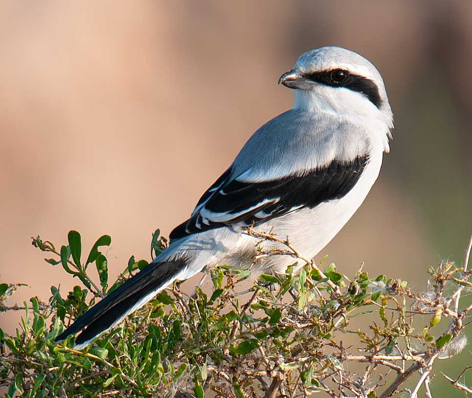 Chinese Grey Shrike