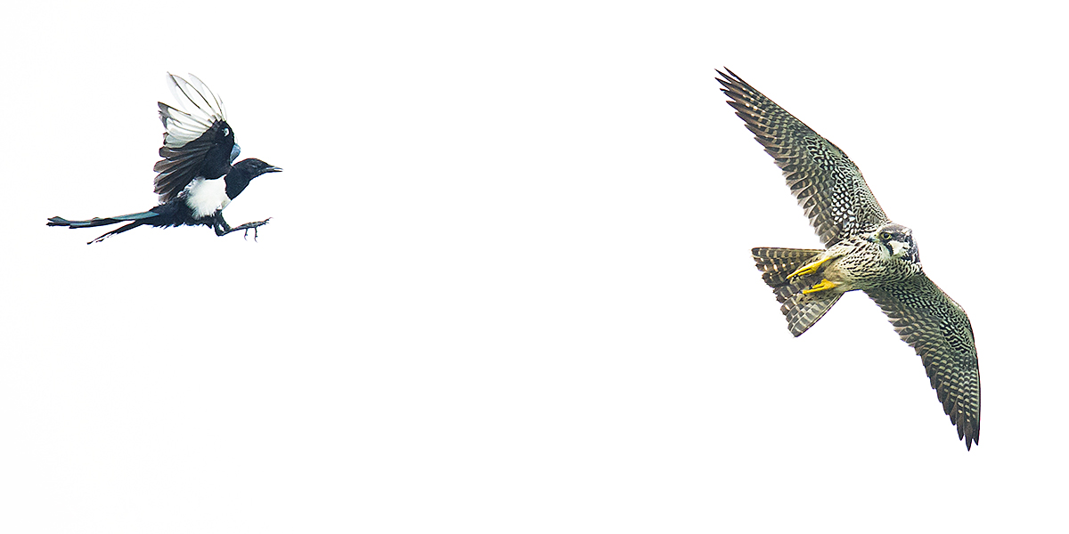Oriental Magpie and Peregrine Falcon