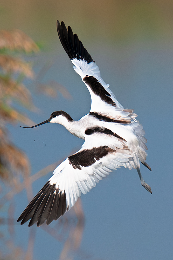 Pied Avocet