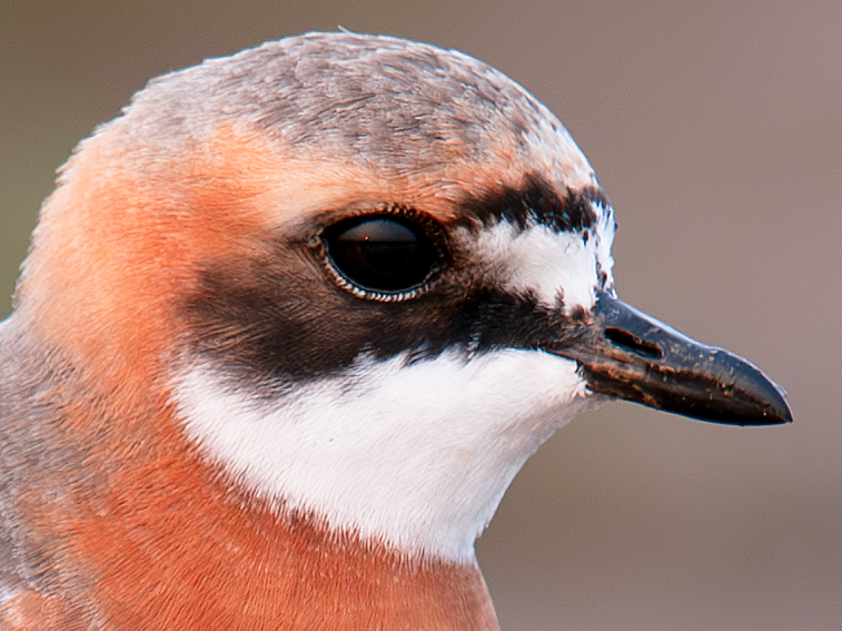 Siberian Sand Plover