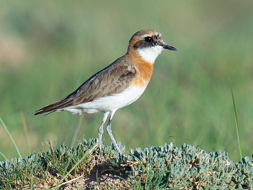 Tibetan Sand Plover