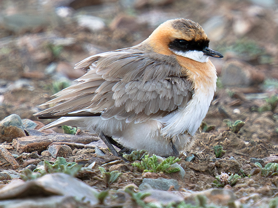 Tibetan Sand Plover