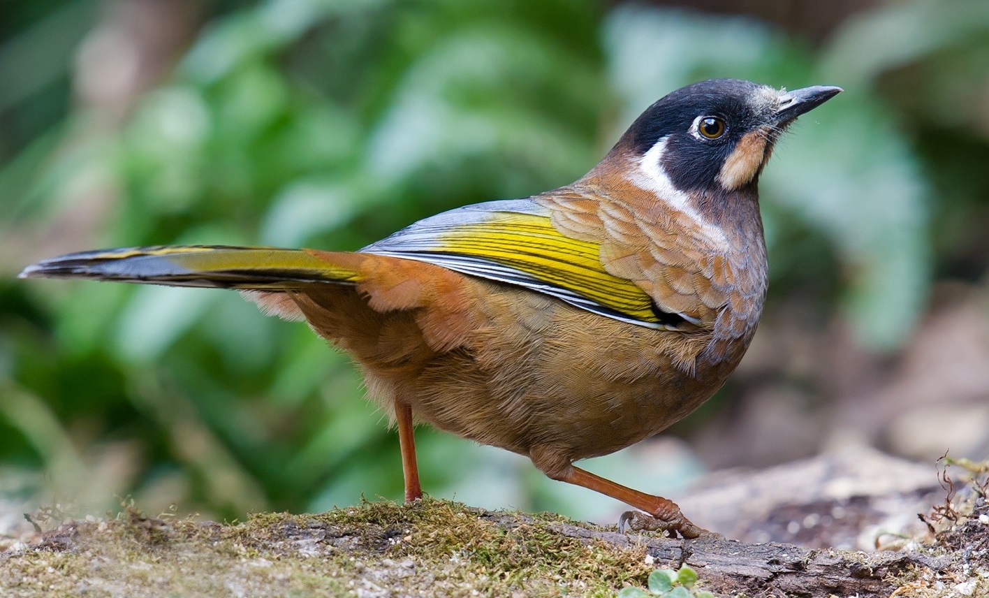 Black-faced Laughingthrush