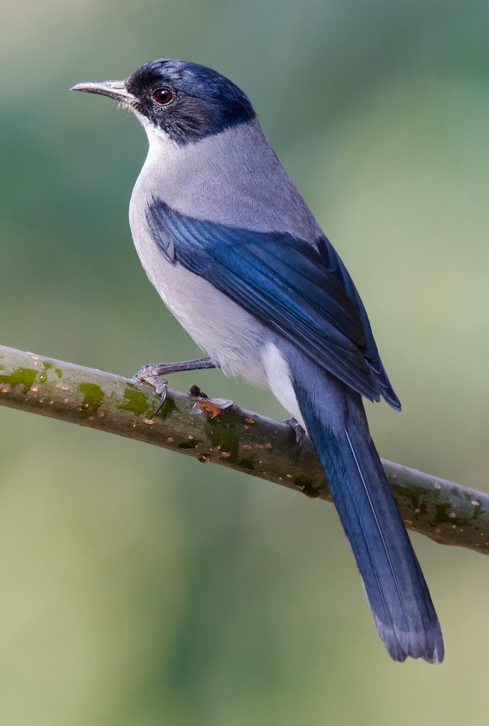 Black-headed Sibia