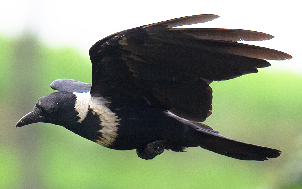 Collared Crow