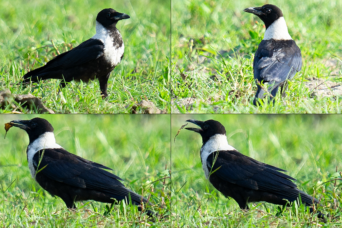 Collared Crow