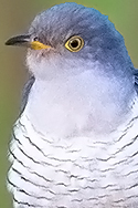 Common Cuckoo