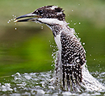 Crested Kingfisher