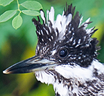 Crested Kingfisher