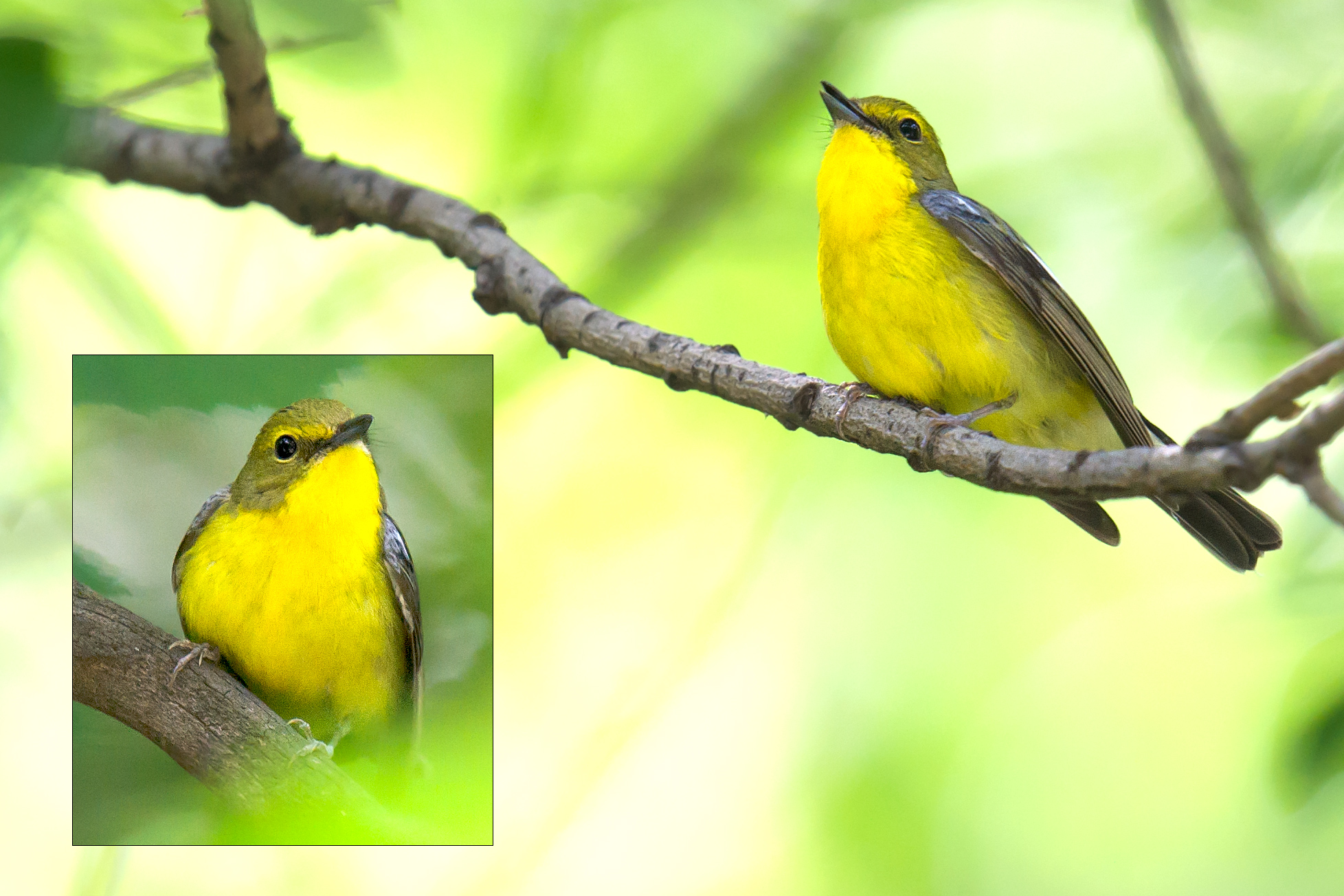 Green-backed Flycatcher