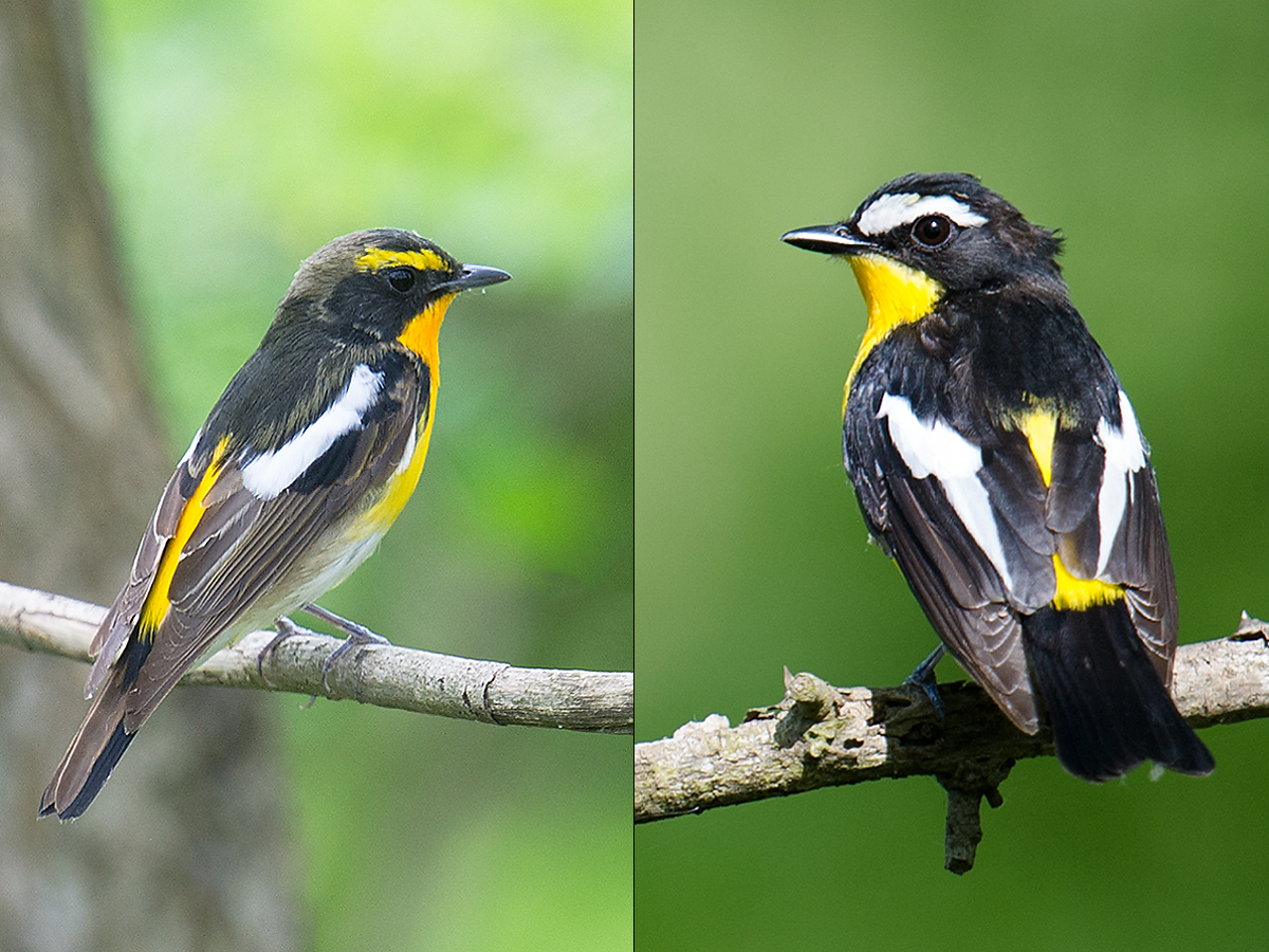 Narcissus Flycatcher & Yellow-rumped Flycatcher