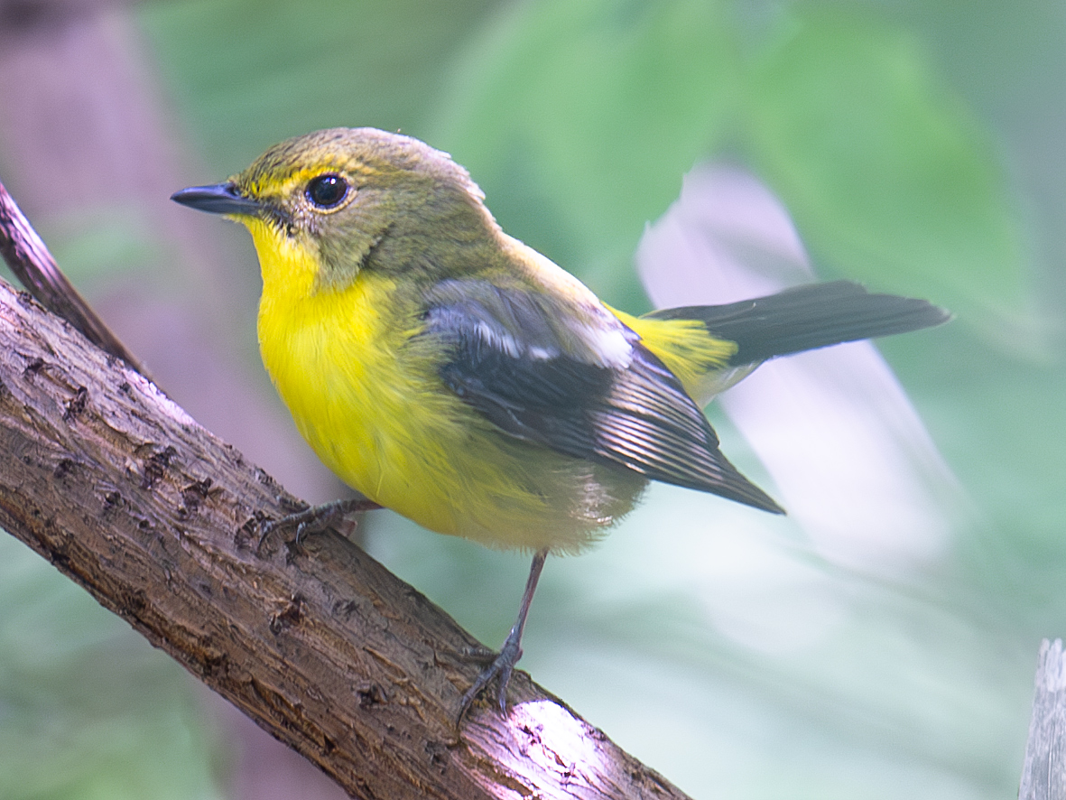 Green-backed Flycatcher