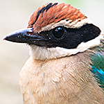 Fairy Pitta