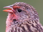 Przevalski’s Finch