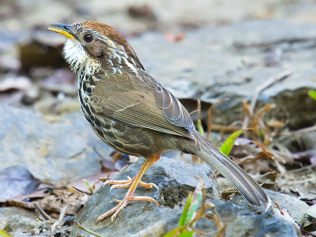 Puff-throated Babbler