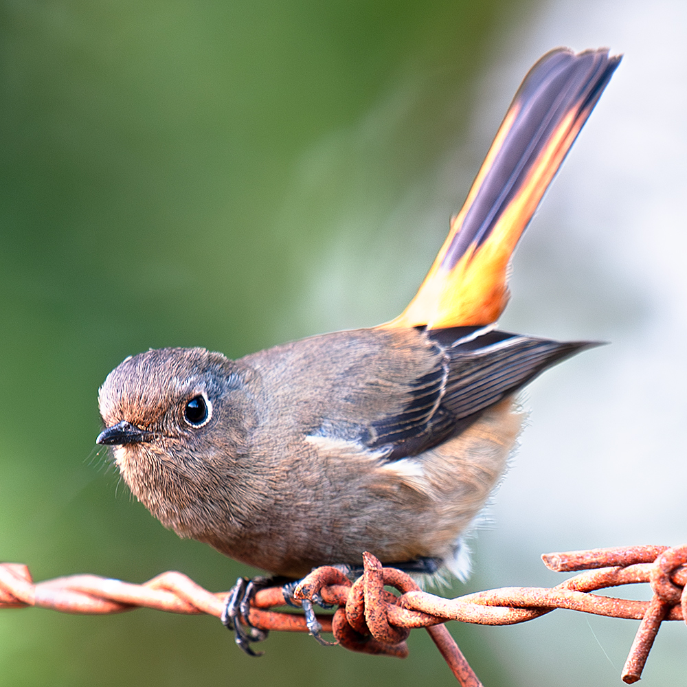 Blue-fronted Redstart