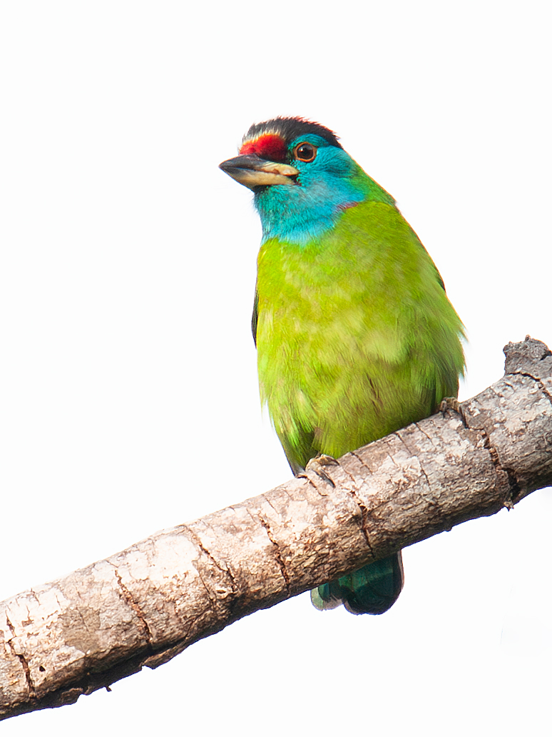 Blue-throated Barbet