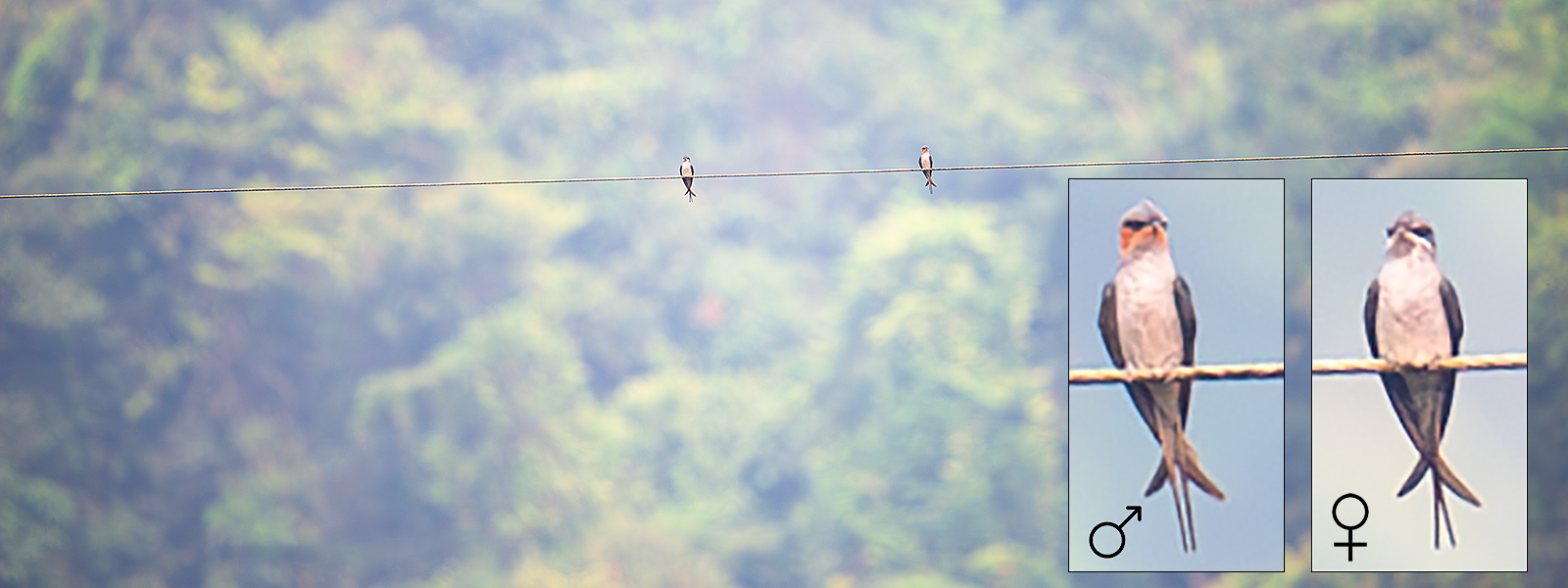 Crested Treeswift