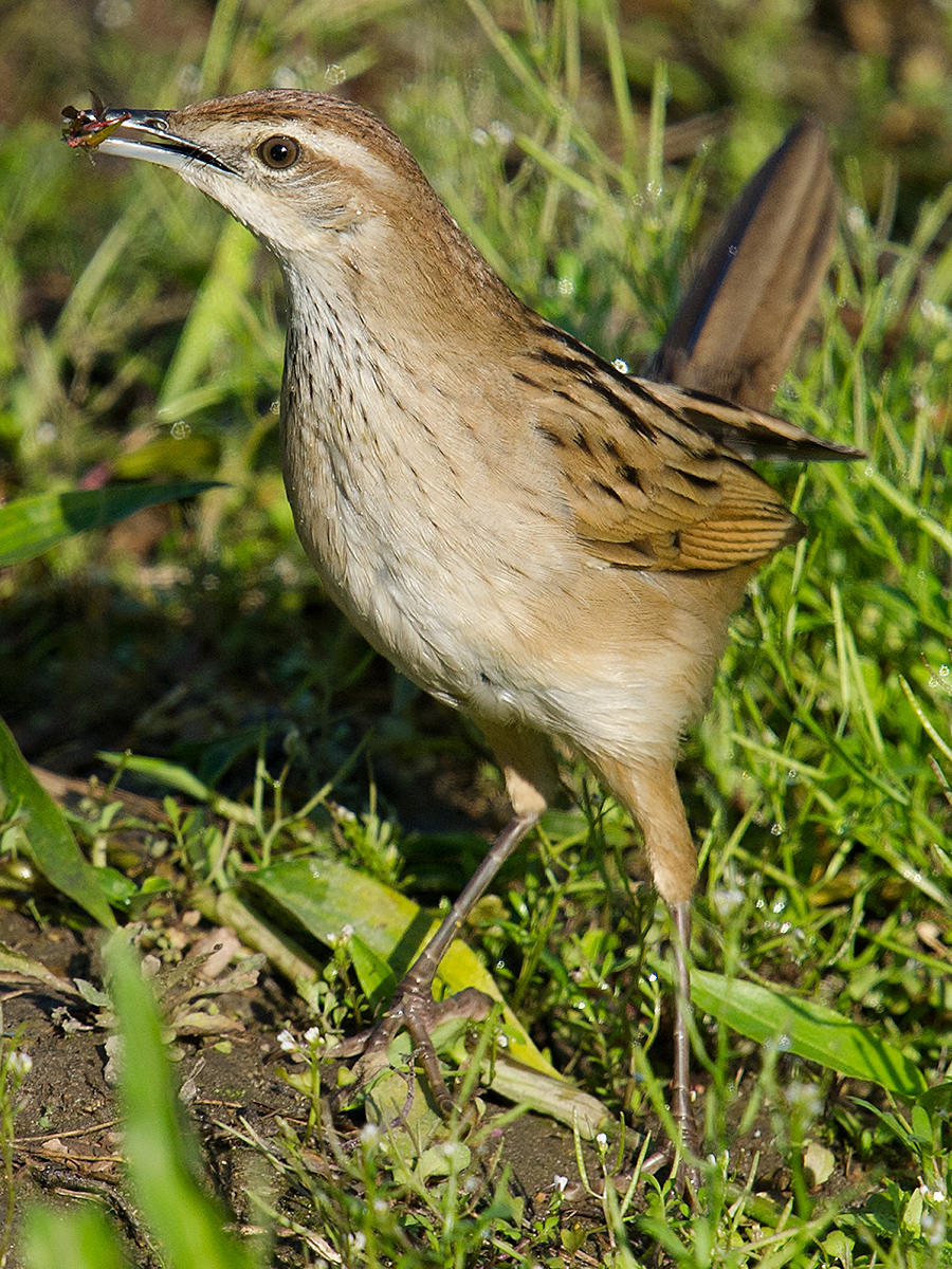 Striated Grassbird