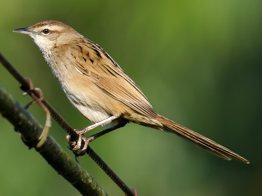 Striated Grassbird