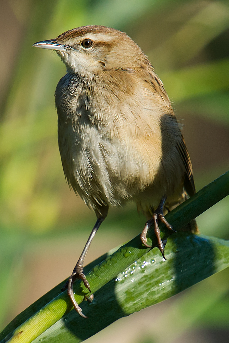 Striated Grassbird