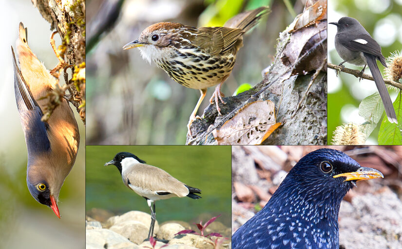 Birding in Yunnan Again, I Covered Laifengshan in Tengchong Plus Hongbenghe, Shiti, and Yingjiang Wetland