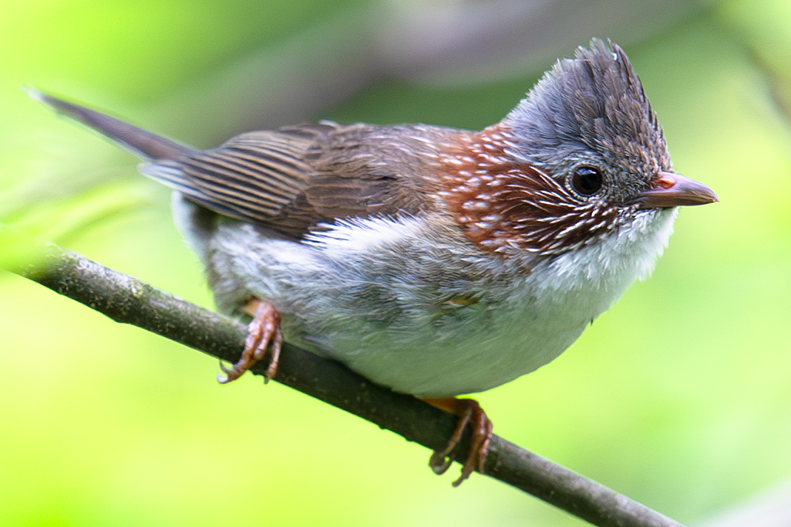 Indochinese Yuhina