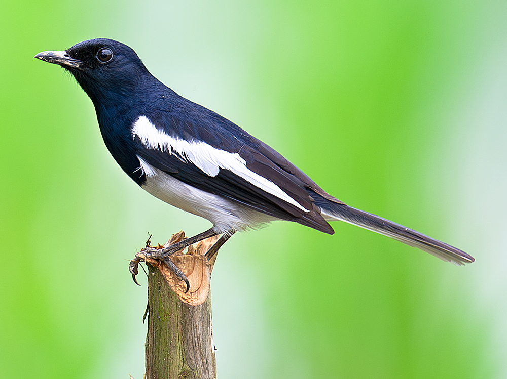 Oriental Magpie-Robin