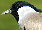 River Lapwing