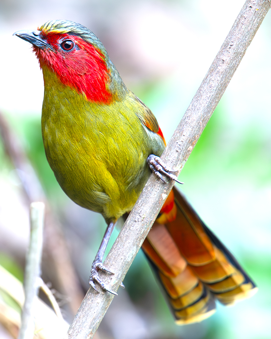 Scarlet-faced Liocichla