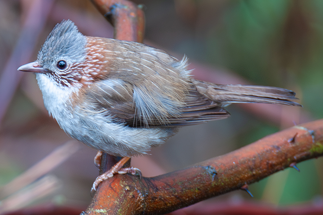 Indochinese Yuhina