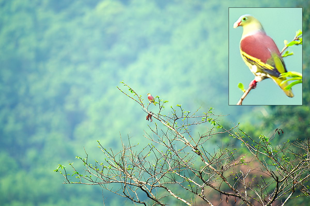 Thick-billed Green Pigeon