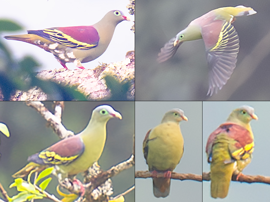 Thick-billed Green Pigeon