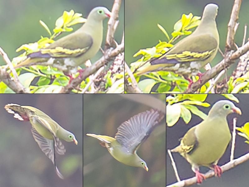 Thick-billed Green Pigeon