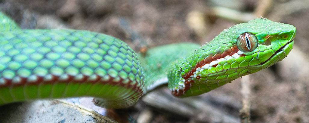 Gumprecht's Green Pit Viper