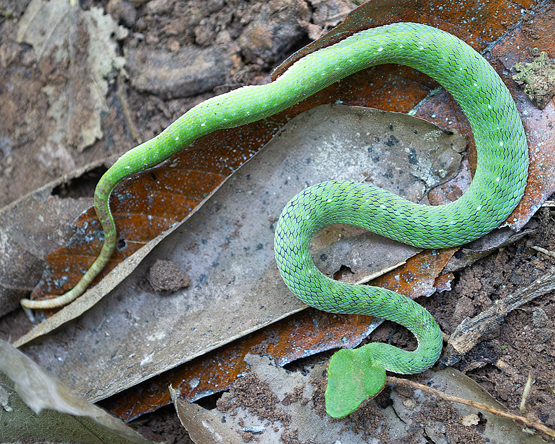 Gumprecht's Green Pit Viper