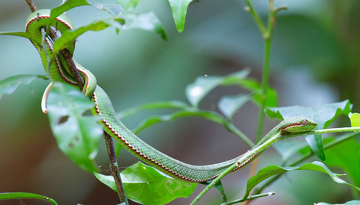 Gumprecht's Green Pit Viper