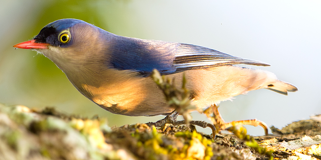 Velvet-fronted Nuthatch