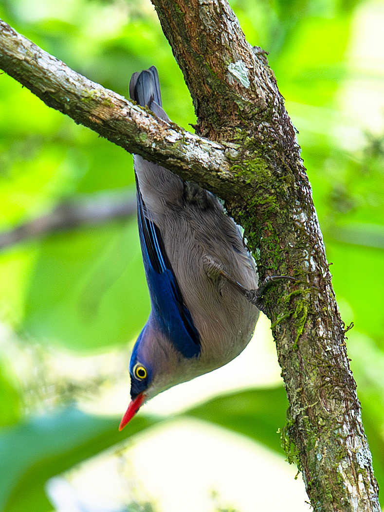 Velvet-fronted Nuthatch