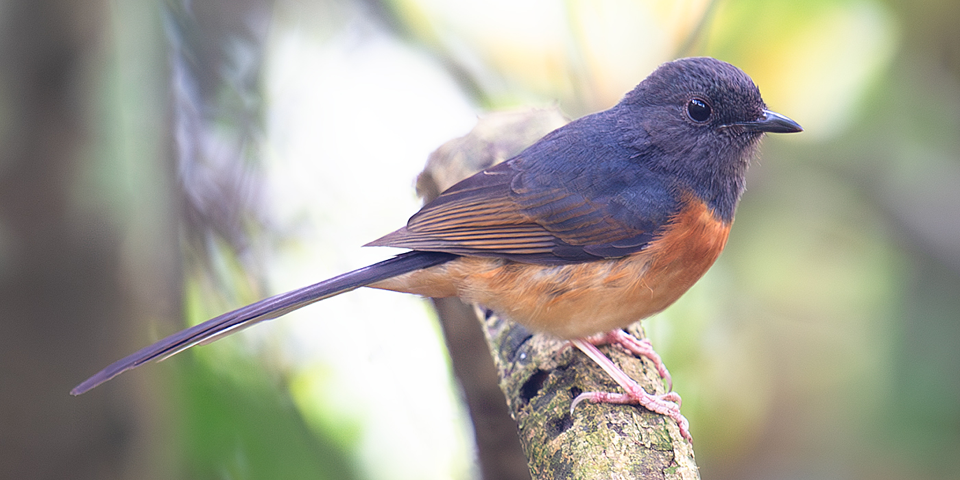 White-rumped Shama