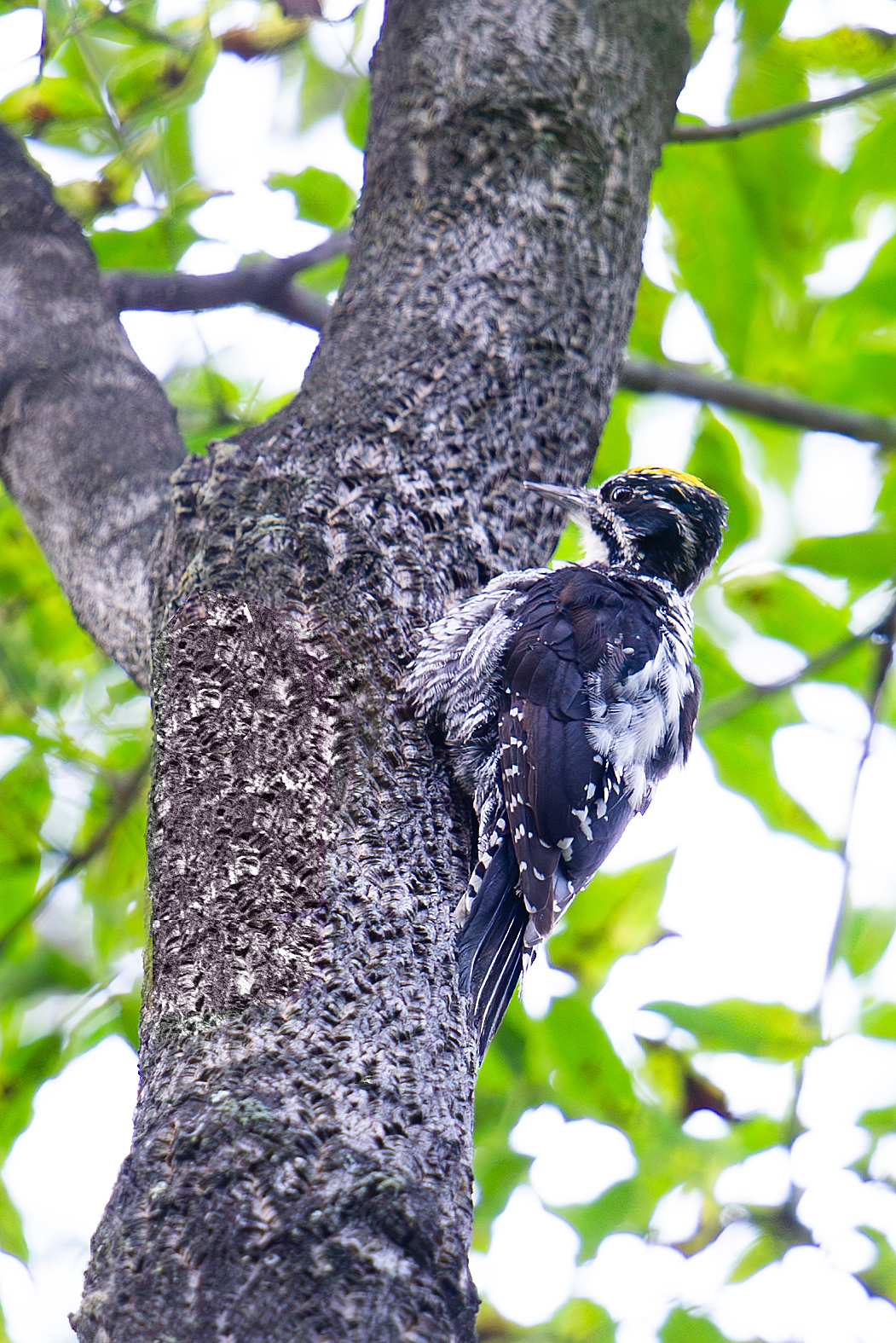 Eurasian Three-toed Woodpecker