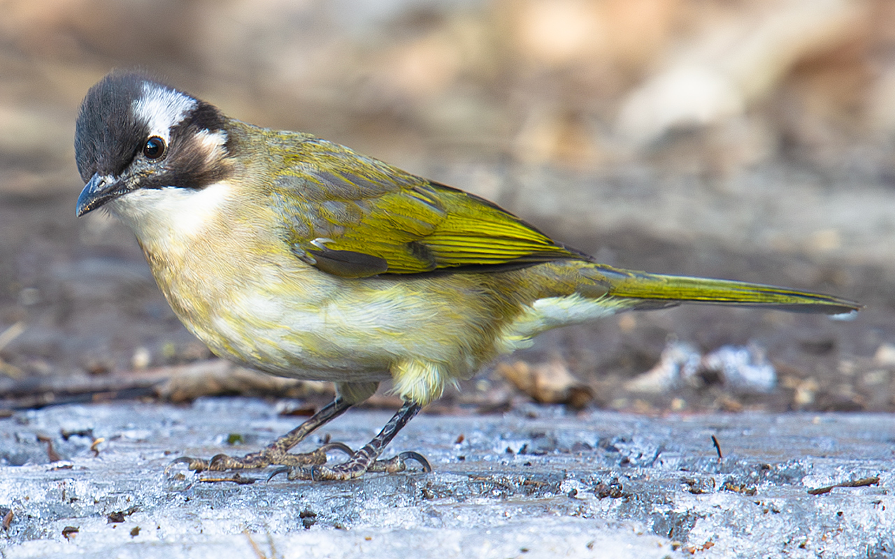 Light-vented Bulbul